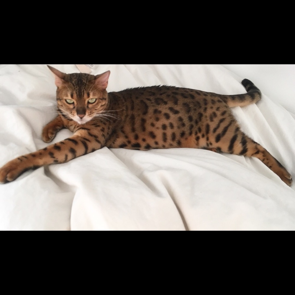 Meet your Posher, Raud